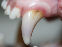 Endodontie - Tiergesundheitszentrum Overath