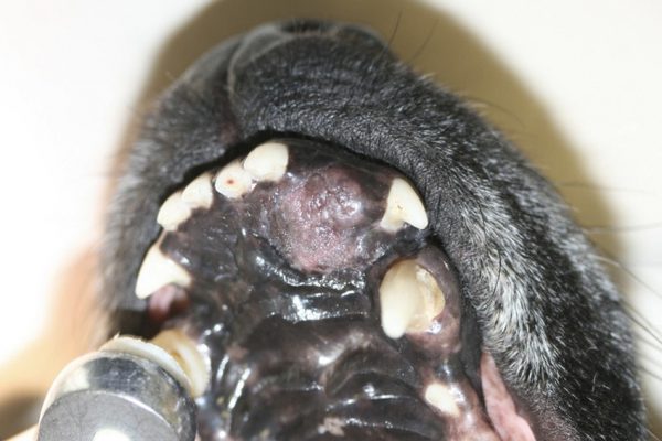 Katze Tumor Mundhöhle
