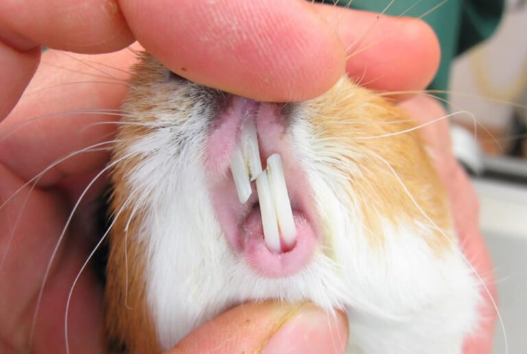 Hunde Zahnarzt In Meiner Nähe Tiergesundheitszentrum Overath - Kleintierzentrum | Tierzahnzentrum